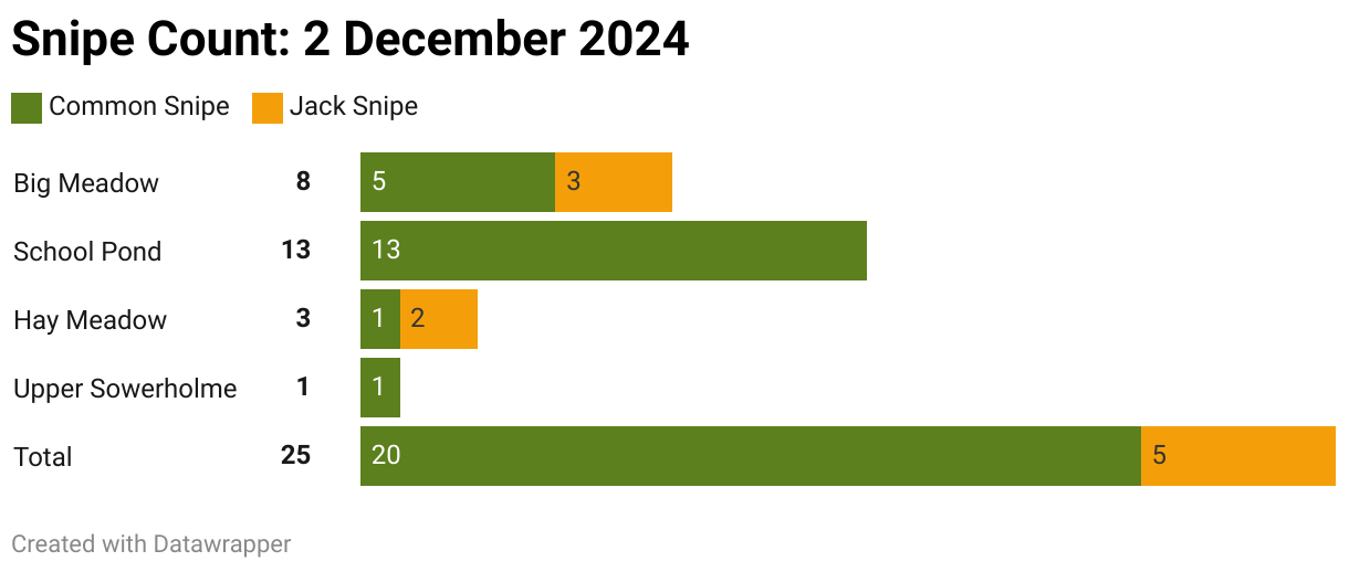 Hay Meadow: 1 Common Snipe and 2 Jack Snipe
Upper Sowerholme: 1 Common Snipe
School Pond: 13 Common Snipe, 
Big Meadow it was unusually quiet, and we only recorded 5 Common Snipe and 3 Jack Snipe. 

So, in total, 20 Common Snipe and 5 Jack Snipe.