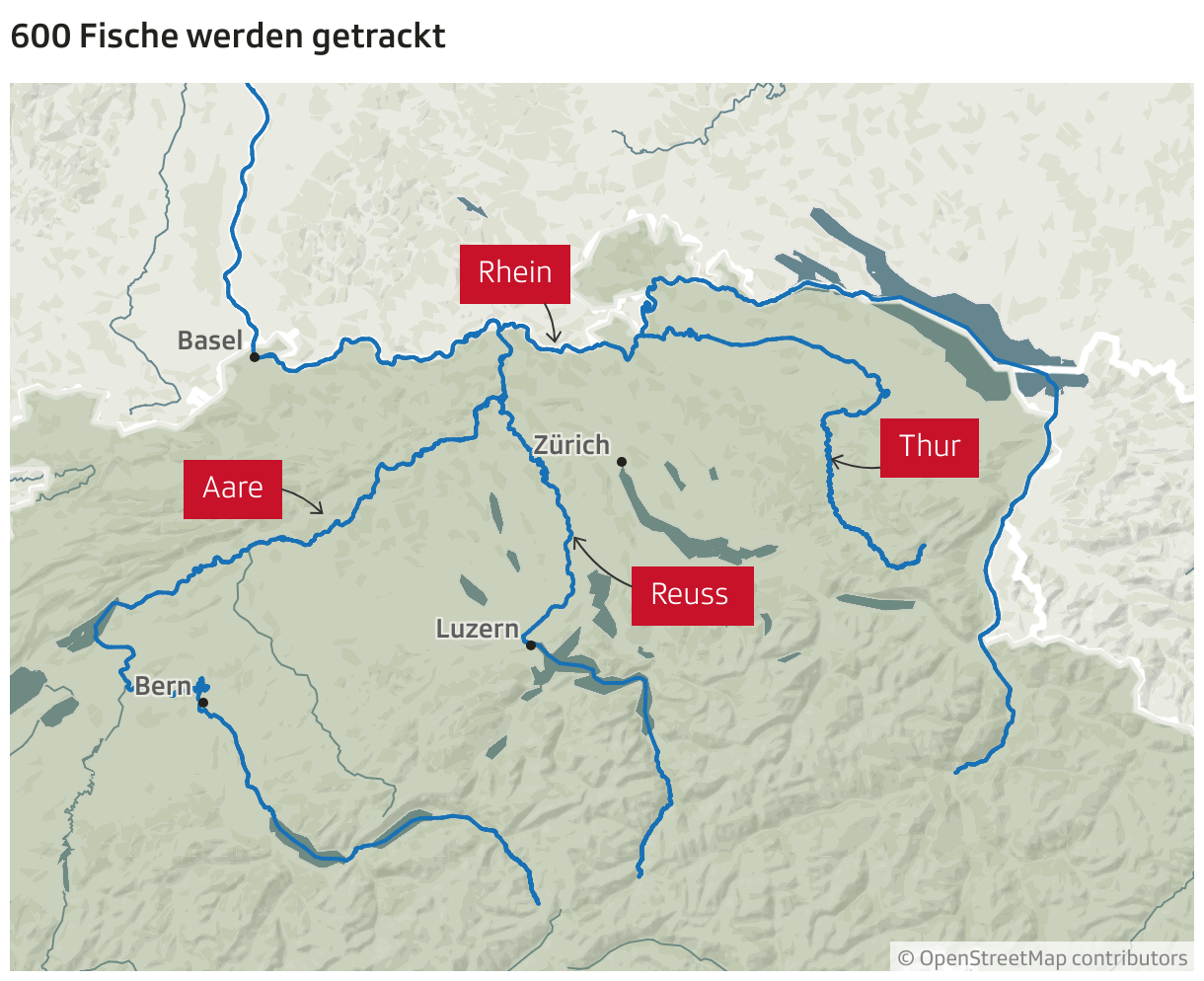 600 Fische werden getrackt (Locator-Karte)