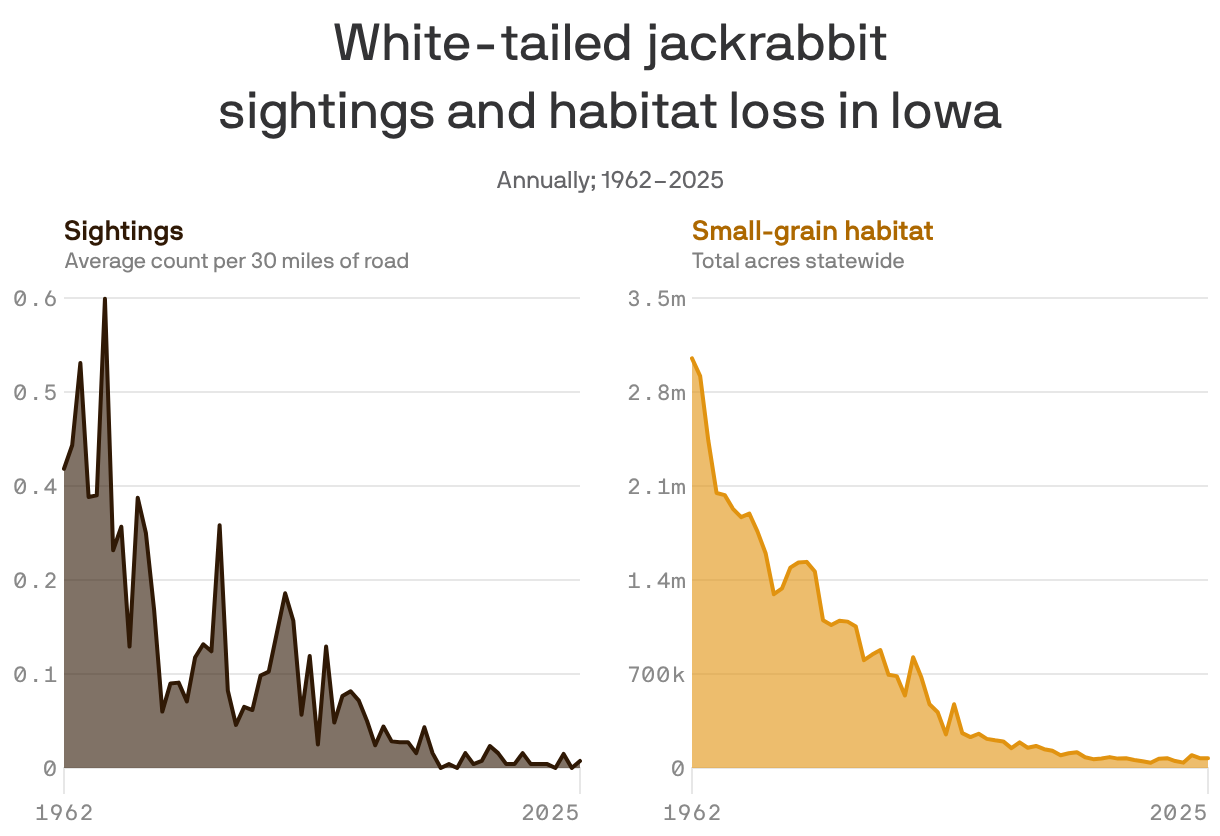 A small multiples line chart showing white-tailed jackrabbit sightings and habitat loss in Iowa from 1962 to 2025. Average roadside sightings have declined from a peak of 0.6 per 30 miles in 1967 to near-zero in 2025. The rabbit's small-grain habitat has similarly declined, from a peak of nearly 3 million acres in 1962 to 73,000 in 2025.