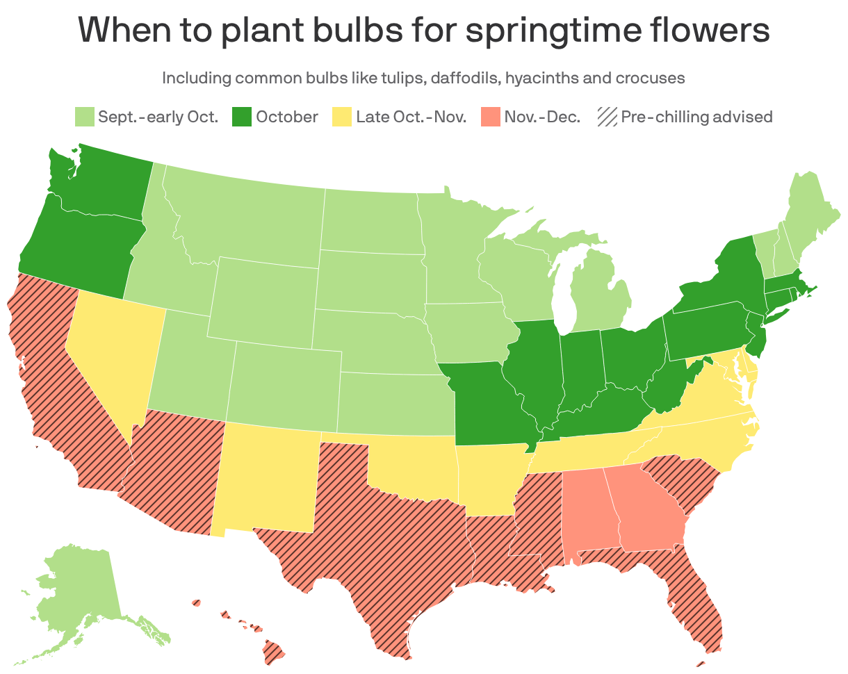 This map of the U.S. shades each state by the ideal window for planting flowering bulbs so they bloom in spring. Northern states should plant before end of October, while southern states might have windows in November or even December. Southernmost states should likely prechill bulbs before planting.