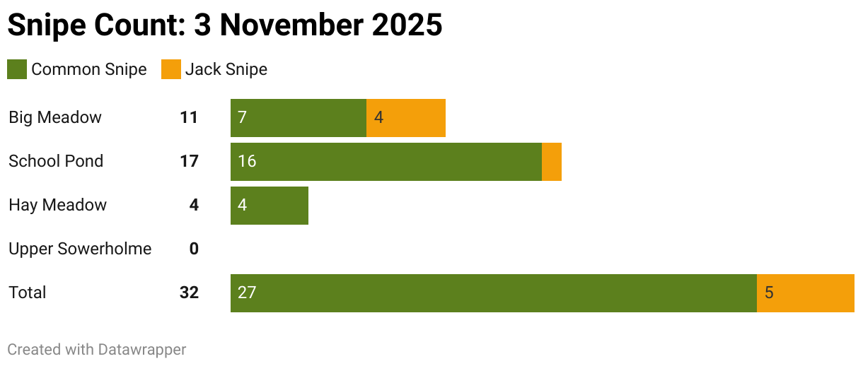 
Hay Meadow: 4 Common Snipe from the wetter part of the field

School Pond: 16 Common Snipe and 1 Jack Snipe 

Big Meadow: 7 Common Snipe and 4 Jack Snipe

Upper Sowerholme: no birds seen

In total, 27 Common Snipe and 5 Jack Snipe = 32 birds.